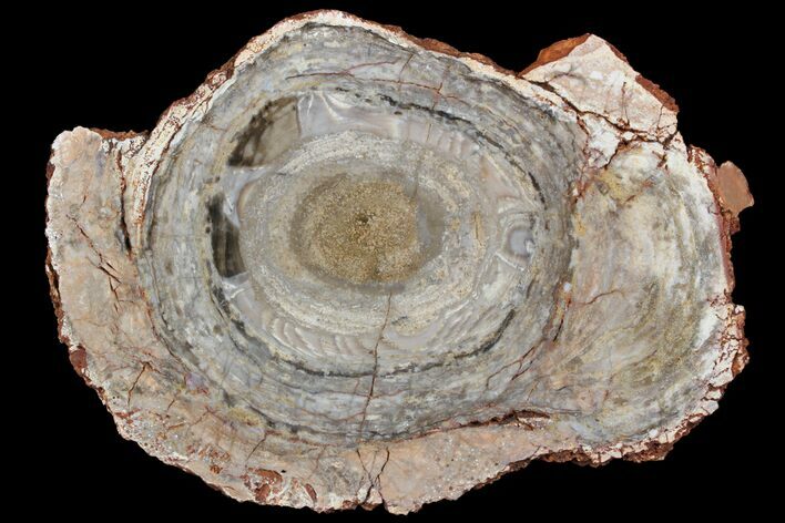 Polished, Cambrian Stromatolite (Conophyton) - Australia #92875